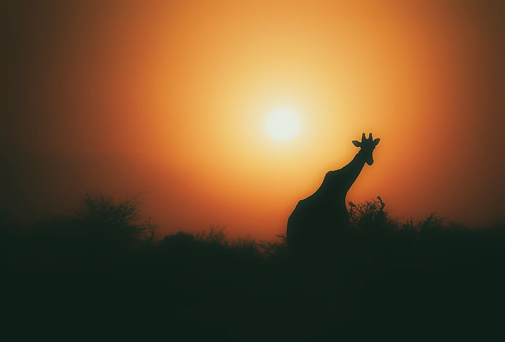 Жираф, животное, Дикая природа, силуэт, пейзаж, небо, Солнце