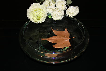 Shell, herbsblatt, skjell, blad, ark i vannet, høsten blader, arket