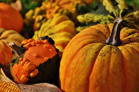 pumpkins, decorative squashes, nature, autumn, decoration, colorful, vegetables