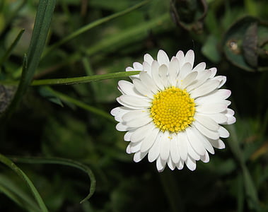 daisy, bellis philosophy, tausendschön, composites, harbinger of spring, close, nature