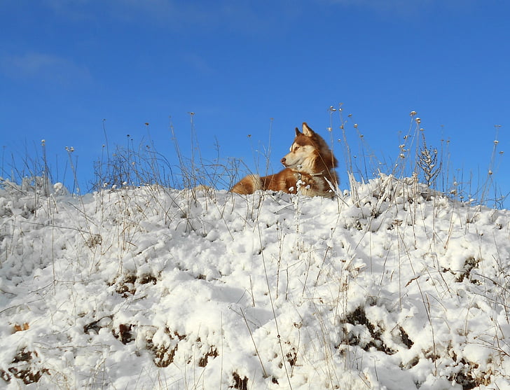 Siberian husky, pies, zwierzętom, ssaki, Natura, śnieg, zimowe
