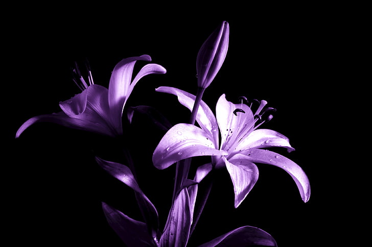 Lily, bunga bakung, ungu, bunga, tanaman, alam, Flora