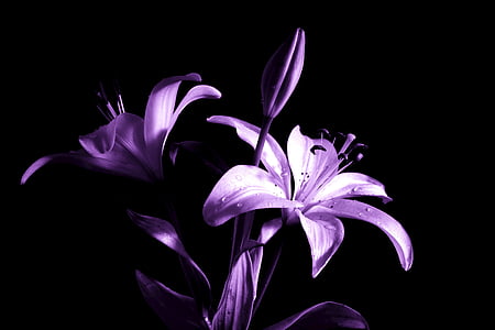 Lily, Hoa loa kèn, màu tím, Hoa, thực vật, Thiên nhiên, thực vật