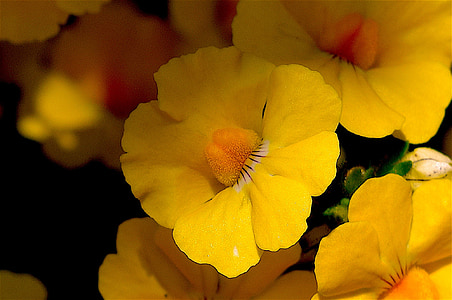 çiçek, Sarı, Makro, Bloom, Bahar, çiçek, doğa