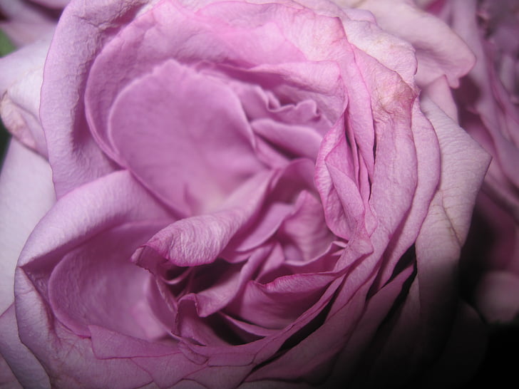 Rosa, aniversari, floral, decoracions, decoratius, Sant Valentí, flor