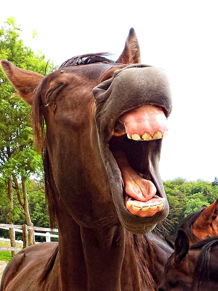 konj, žrebec, živali, smeh, zehanje, šaljiv, rjava