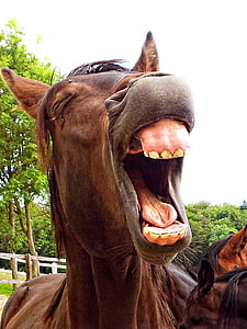 cavall, sementals, animal, rient, badall, humorístic, marró