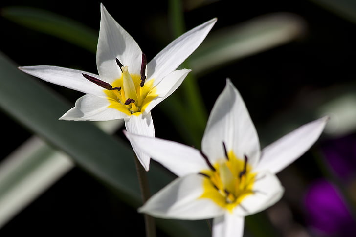 Tulipán, bílá, razítko, tyčinky, Lily rodina, jaro, Příroda