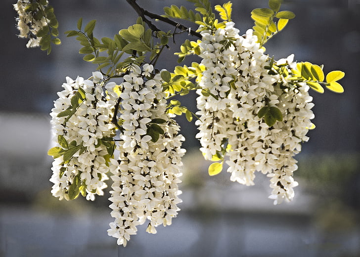 flors, Perfum, acàcia, natura, arbre, branca, primavera