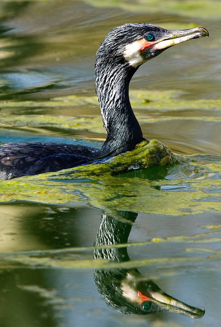 cormorant, loài thủy điểu, chim, một trong những động vật, chủ đề động vật, động vật hoang dã, con chim