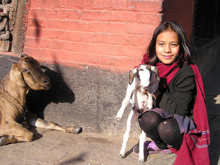 Népal, chèvre, moutons, mignon, enfant, Katmandou, animal