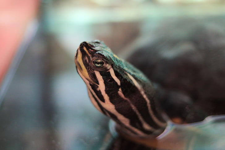 turtle, water turtle, reptile, aquarium, head, neck, eye