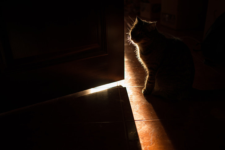 котка, тъмно, домашен любимец, войнственост, вълна, мустаци, в къщата