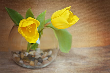 tulpaner, blommor, gula blommor, snittblommor, Vårens blommor, gul, glas