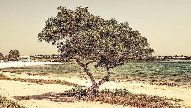 Kipra, potamos liopetri, koks, pludmale, jūra, ainava, dekorācijas