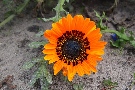 flor de naranja, pétalos de, jardín, verano, Gerbera