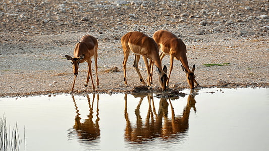 アフリカ, ナミビア, 自然, 乾燥, 国立公園, 動物, 野生動物
