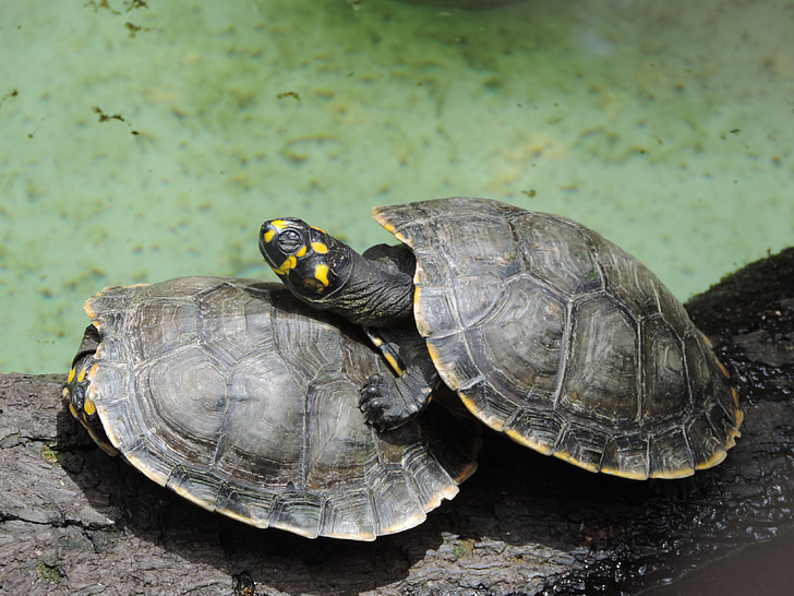 Schildkröte, Casal, paar in der Natur, Flitterwochen, Natur