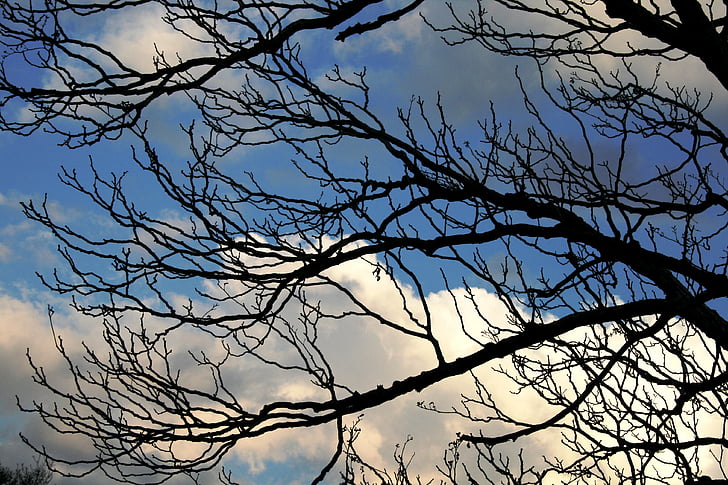 cabang, ranting, meraba-raba, hitam, langit, biru, awan