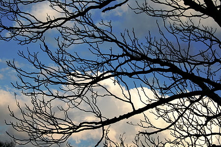 branches, twigs, groping, black, sky, blue, cloud