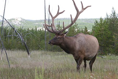 Elk, prosto živeče živali, narave