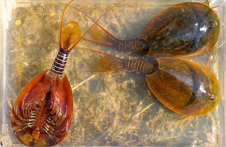 Lepidurus apus, bờ hồ, crustacean