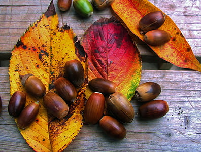 podzim, obrázek, list o třešňový strom, červená, Huang, žalud, zelená