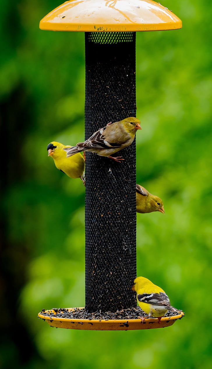 birds, feeder, wild, migrating, yellow, finches, feed