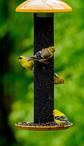 πουλιά, τροφοδότη, άγρια, μετεγκατάσταση, Κίτρινο, finches, ζωοτροφές