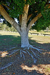 trunk, tree, roots, tree with roots, tree roots, tree trunk, wood