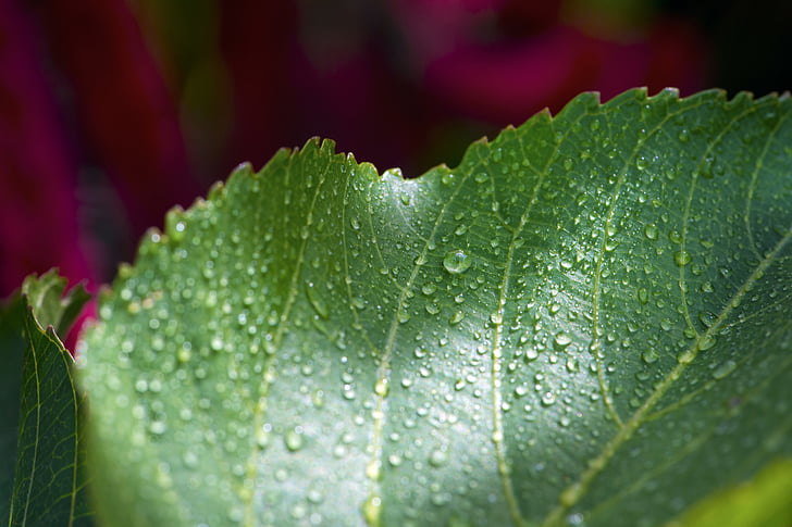 leaf, wet, flower, macro photography, tropical
