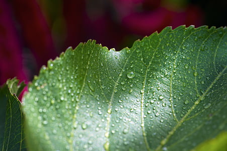 Leaf, mokré, kvet, Makro fotografie, Tropical