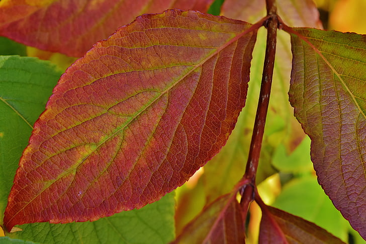 daun, musim gugur, warna-warni, alam, pohon, daun