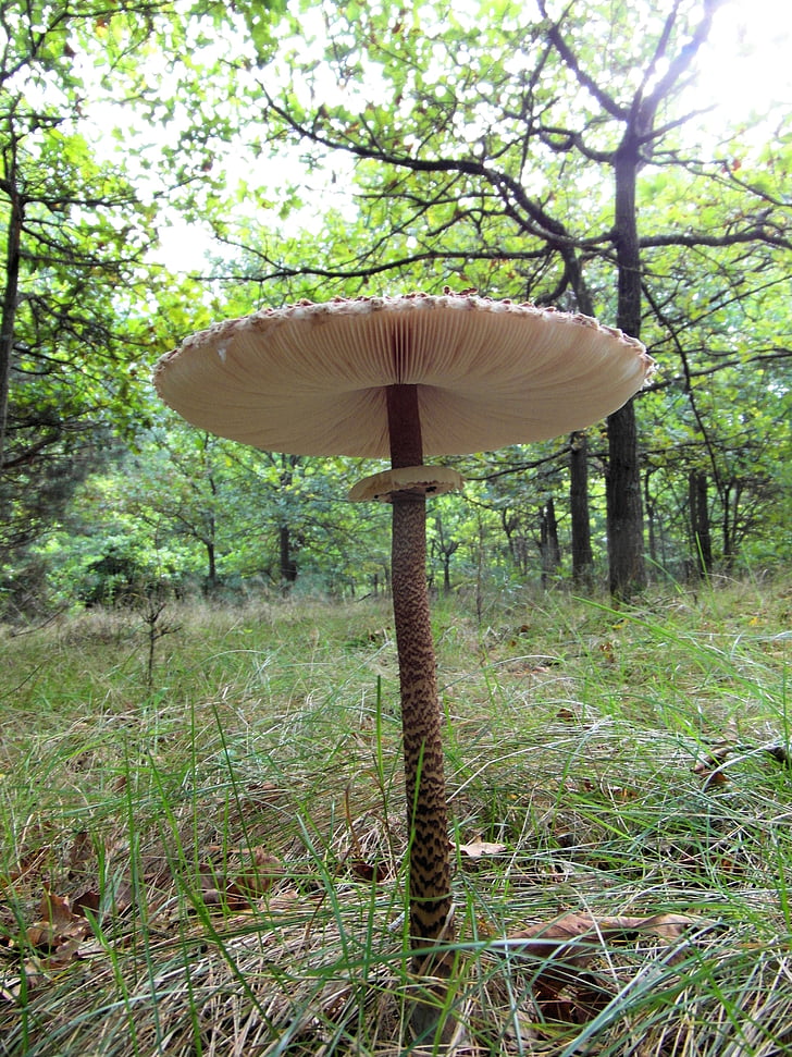 giant screen fungus, boletes, drum mallets, mushroom, forest, autumn, meadow