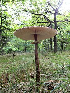 fungo de ecrã gigante, boletos, baquetas de tambor, cogumelo, floresta, Outono, Prado