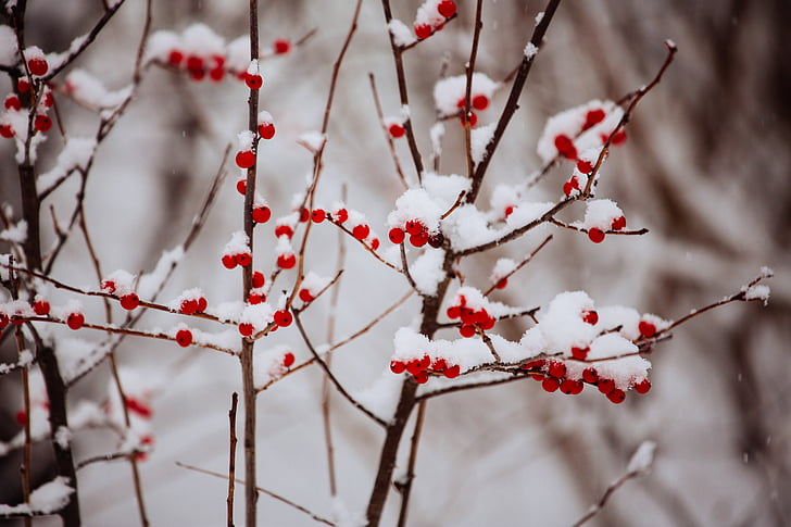 hiver, neige, petits fruits, couverts, rouge, froide, congelés