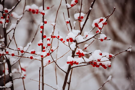 Зима, снег, ягоды, покрыты, красный, холодная, замороженные