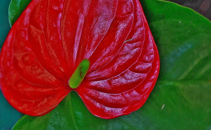 anthurium, flower, red, leaf, leaves, colorful, green