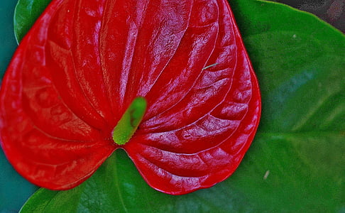Anthurium, blomst, rød, blad, blade, farverige, grøn