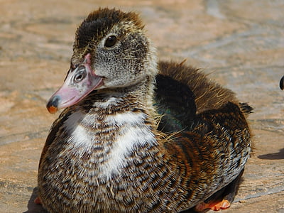 duck, animal, biped, beak, nature, feathers, chick