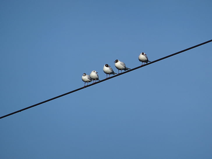 birds, power line, gull, sky, blue, weather, clear