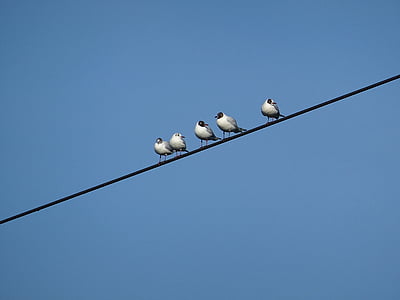 ocells, línia de poder, Gavina, cel, blau, temps, clar