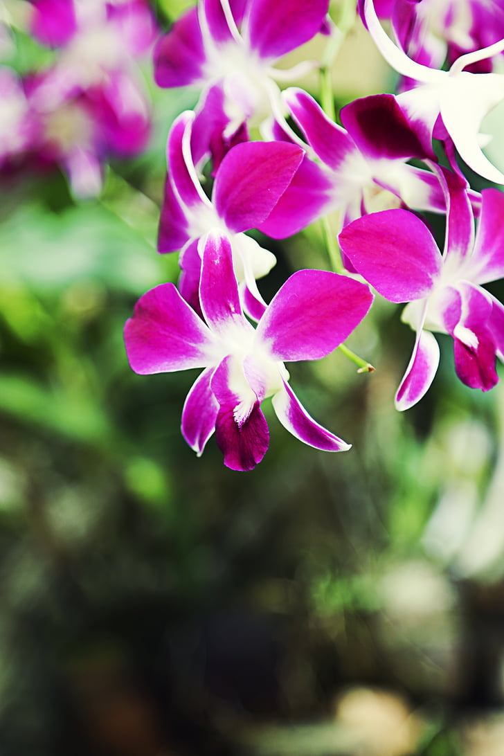 flor, Orquídea, violeta, hojas, hermosa, naturaleza, flora