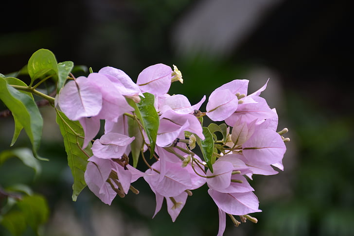 flowers, pink, pink flower, flower, nature, bougainville, purple flower