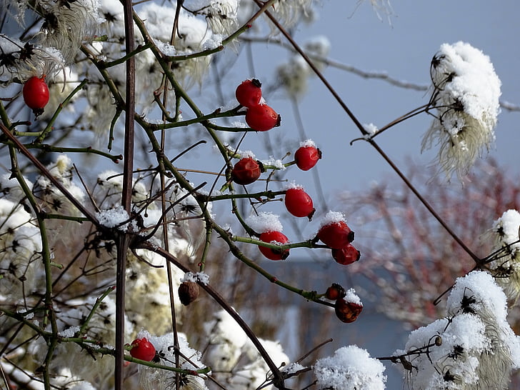 rose hip, winter, cold, nature, snow, red, frost