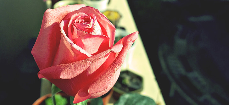 róże, różowy, piękno, Natura, Płatek, kwiat, Róża-