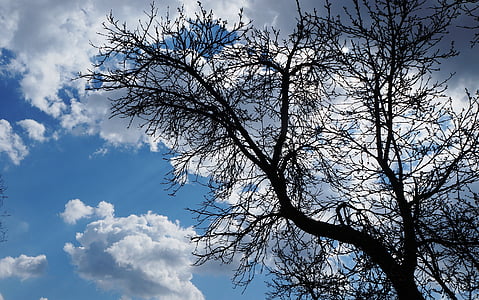 Sky, nuages, bleu, arbre, nature, plante, branches