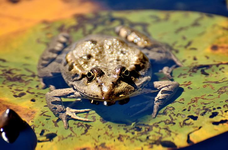 frog, pond, animal, water frog, frog pond, high, toad