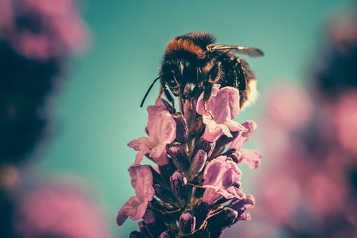 Bee, kronblad, pollinera, skönhet, naturen, naturliga, blomma