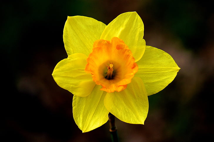 flor, Daffodil, primavera, natura, jardí, planta, floral